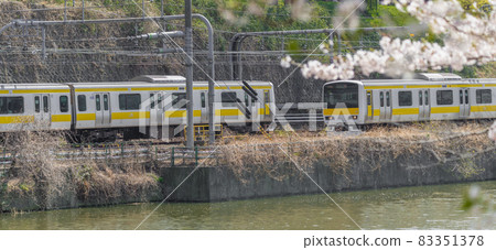 [Sakura in Sotobori and Chuo / Sobu Line E231 series] 83351378