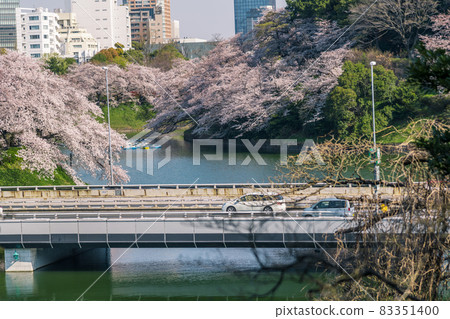 [Full bloom Chidorigafuchi Somei Yoshino and the city center loop line] 83351400