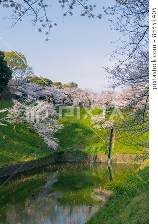 [盛開：千鳥淵的吉野櫻花和多安門] 83351405