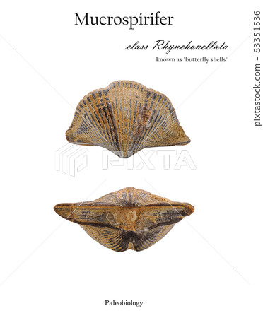 Fossil Mucrospirifer clam shell isolated Fossil Mucrospirifer clam shell isolated 83351536