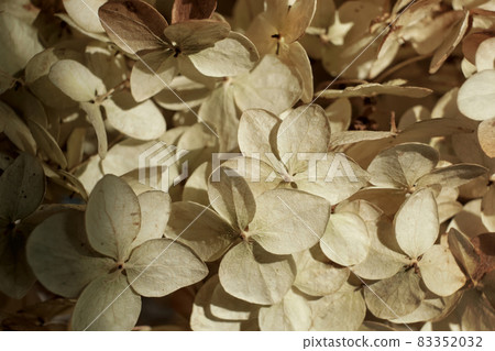 Dry flowers background. Textured hydrangea petals close-up. Stylish Floral poster. Soft focus 83352032