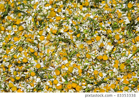Camomile tea 83353338