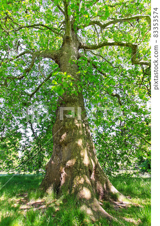 Deciduous tree 83353574