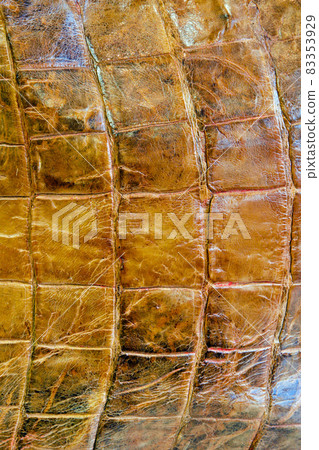 Alligator pattern 83353929