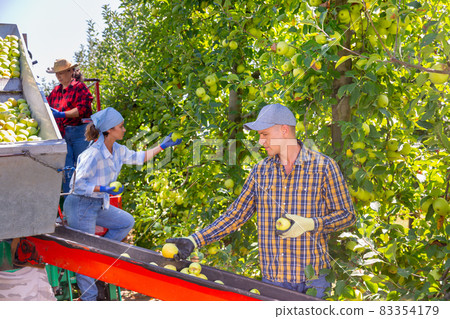 Farmers working on harvesting platform, picking apples Farmers working on harvesting platform, picking apples 83354179