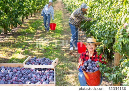 Mature woman squatting with bucket full of plums 83354188