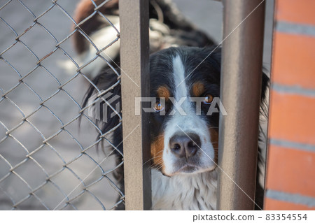 Bernese mountain dog looking through bars into the camera selective focus 83354554
