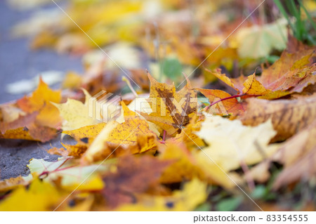 Bright yellow fallen maple leaves on the ground in autumn, selective focus 83354555