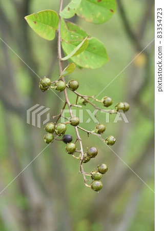 紫薇果 紫薇果 83354723