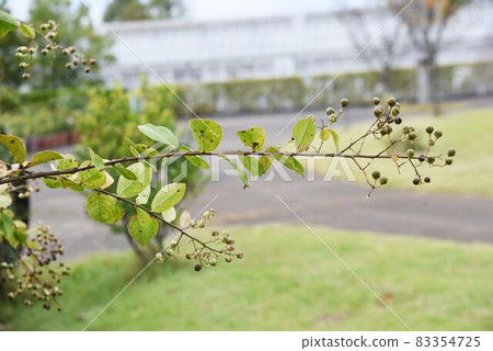 紫薇果 紫薇果 83354725