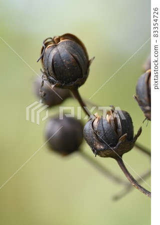 Crape myrtle fruit Crape myrtle fruit 83354726