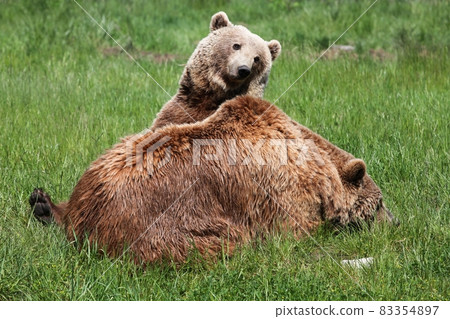 Young brown bear with her mother Young brown bear with her mother 83354897