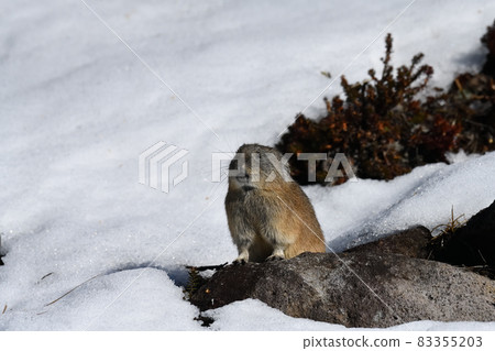 Pikachu rabbit 83355203