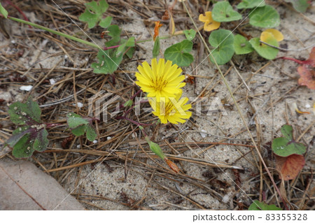 A landscape with yellow twin Ninaga flowers blooming on a sandy beach A landscape with yellow twin Ninaga flowers blooming on a sandy beach 83355328