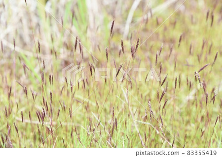 Arthraxon hispidus / Honbakihachi dye Arthraxon hispidus / Honbakihachi dye 83355419