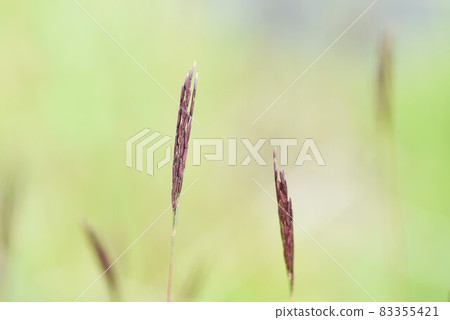 Arthraxon hispidus / Honbakihachi 染料 Arthraxon hispidus / Honbakihachi 染料 83355421