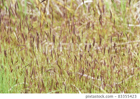 Arthraxon hispidus / Honbakihachi dye Arthraxon hispidus / Honbakihachi dye 83355423