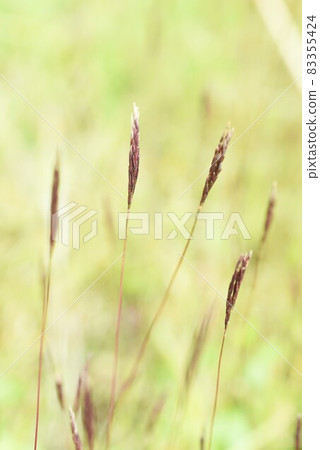 Arthraxon hispidus / Honbakihachi 染料 Arthraxon hispidus / Honbakihachi 染料 83355424