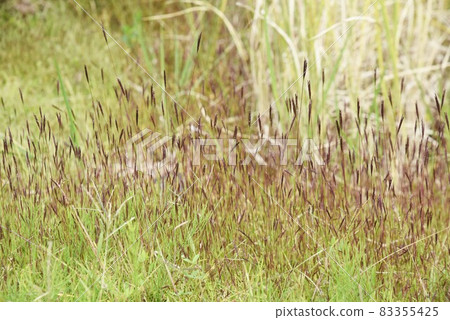 Arthraxon hispidus / Honbakihachi dye Arthraxon hispidus / Honbakihachi dye 83355425