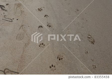 A landscape of sandy beaches with dog footprints A landscape of sandy beaches with dog footprints 83355438