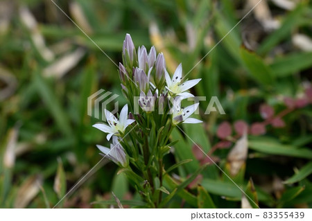 Flower of the assembly Flower of the assembly 83355439