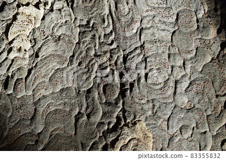 Zelkova skin Zelkova skin 83355832