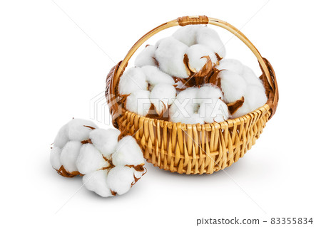 Cotton plant flower in a wicker basket isolated on white background with clipping path and full depth of field Cotton plant flower in a wicker basket isolated on white background with clipping path and full depth of field 83355834