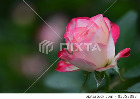 Autumn Rose 83355888