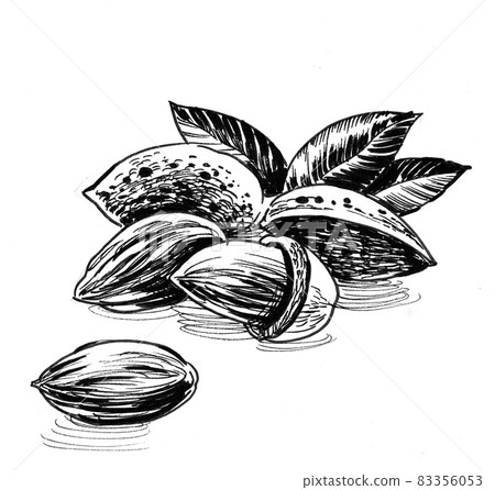 Bunch of almonds. Ink black and white drawing 83356053