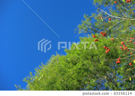 A persimmon that shines in the deep blue sky 83356114