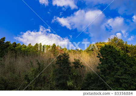 [Nature] Landscape environment where the forest is exposed to sunlight 83356884