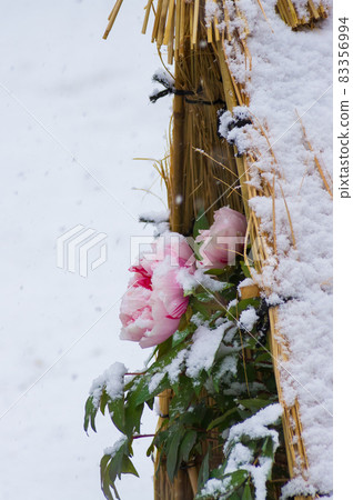白雪覆蓋的稻草圍冬牡丹 照片素材 圖片 圖庫