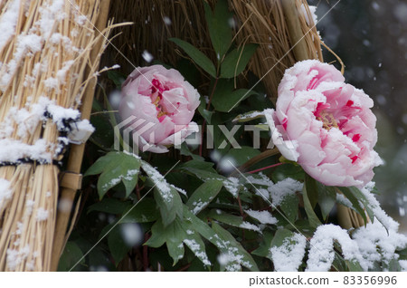 Winter peonies in snow enclosure (warabochi) 83356996