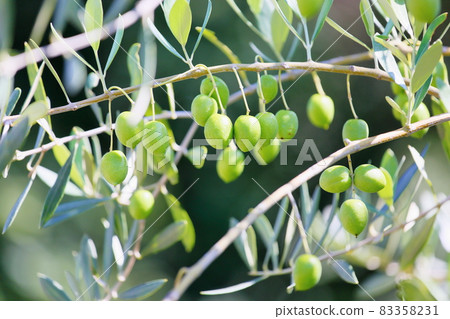 Refreshing olive fruit Refreshing olive fruit 83358231