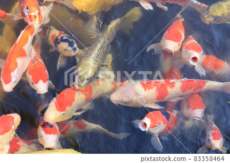 Carp approaching at the pond in the park 83358464