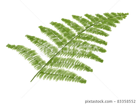 手繪蕨類植物 83358552