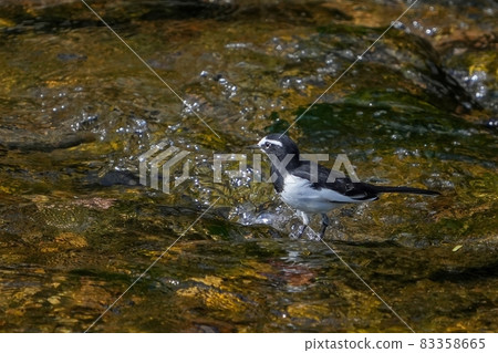 Japanese Wagtail entering the mountain stream and looking for food Japanese Wagtail entering the mountain stream and looking for food 83358665