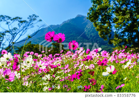 島原 Hibari Sanka 公園的波斯菊 [長崎縣島原市] 83358776