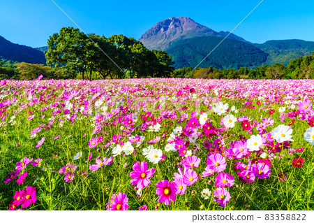 Cosmos in Shimabara Hibari Sanka Park [Shimabara City, Nagasaki Prefecture] 83358822