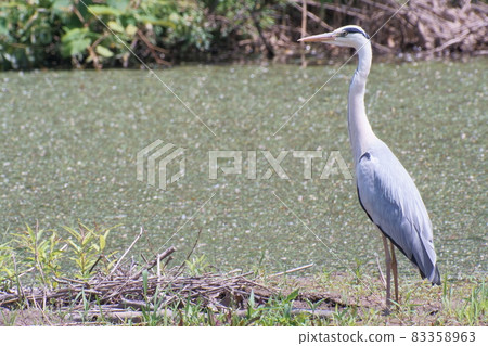 Ao-sashi偎依在水邊 83358963