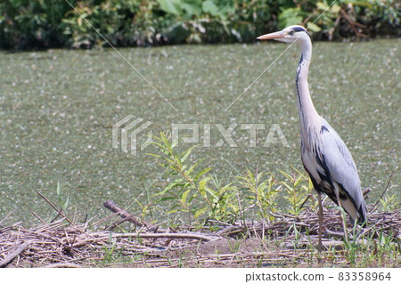 Ao-sashi偎依在水邊 83358964