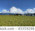 Big clouds and rice ears 83359298