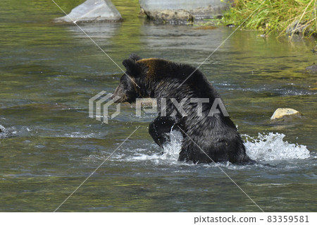 Brown bear Brown bear 83359581