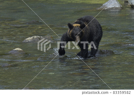 Brown bear Brown bear 83359582