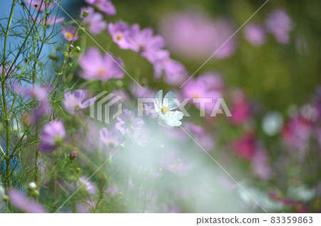 Cosmos autumn sunshine Cosmos autumn sunshine 83359863