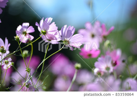 Cosmos autumn sunshine Cosmos autumn sunshine 83359864