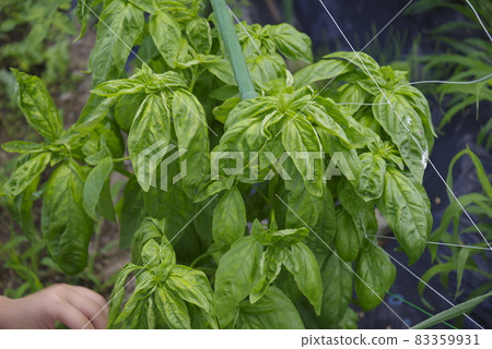 Pesticide-free vegetables Pesticide-free vegetables 83359931