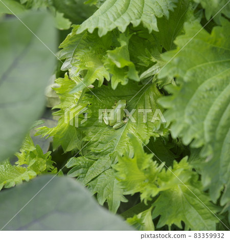 Pesticide-free vegetables 83359932