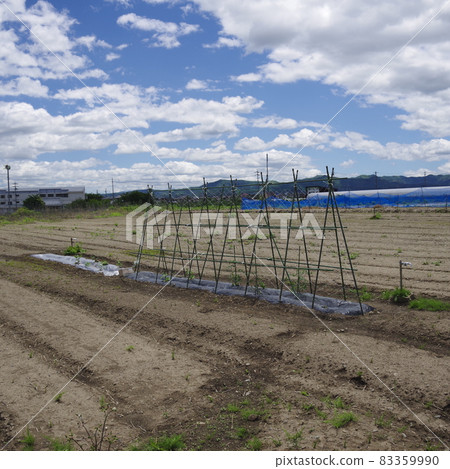 無農藥蔬菜 83359990