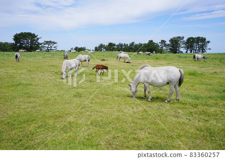 Jeju Horse Pasture 83360257